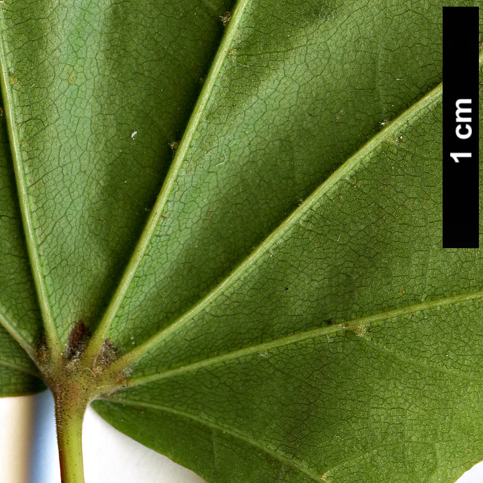 High resolution image: Family: Sapindaceae - Genus: Acer - Taxon: pictum - SpeciesSub: subsp. mono High resolution image: Family: Sapindaceae - Genus: Acer - Taxon: pictum - SpeciesSub: subsp. mono